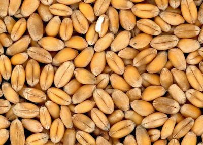 Wheat Facing Pressure Early on Tuesday